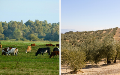 Difference between local soap and Marseille soap